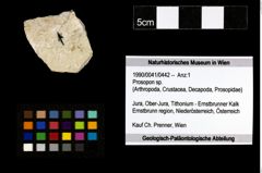 Foto (Objekt + Etiketten) von Prosopon sp. 